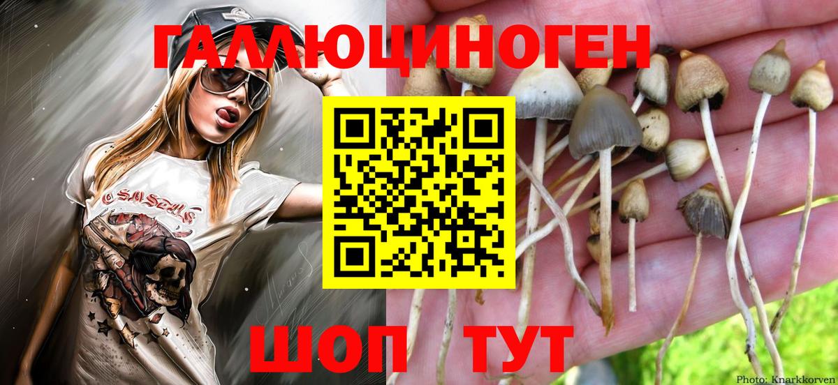 Псилоцибиновые грибы Psilocybe Скопин